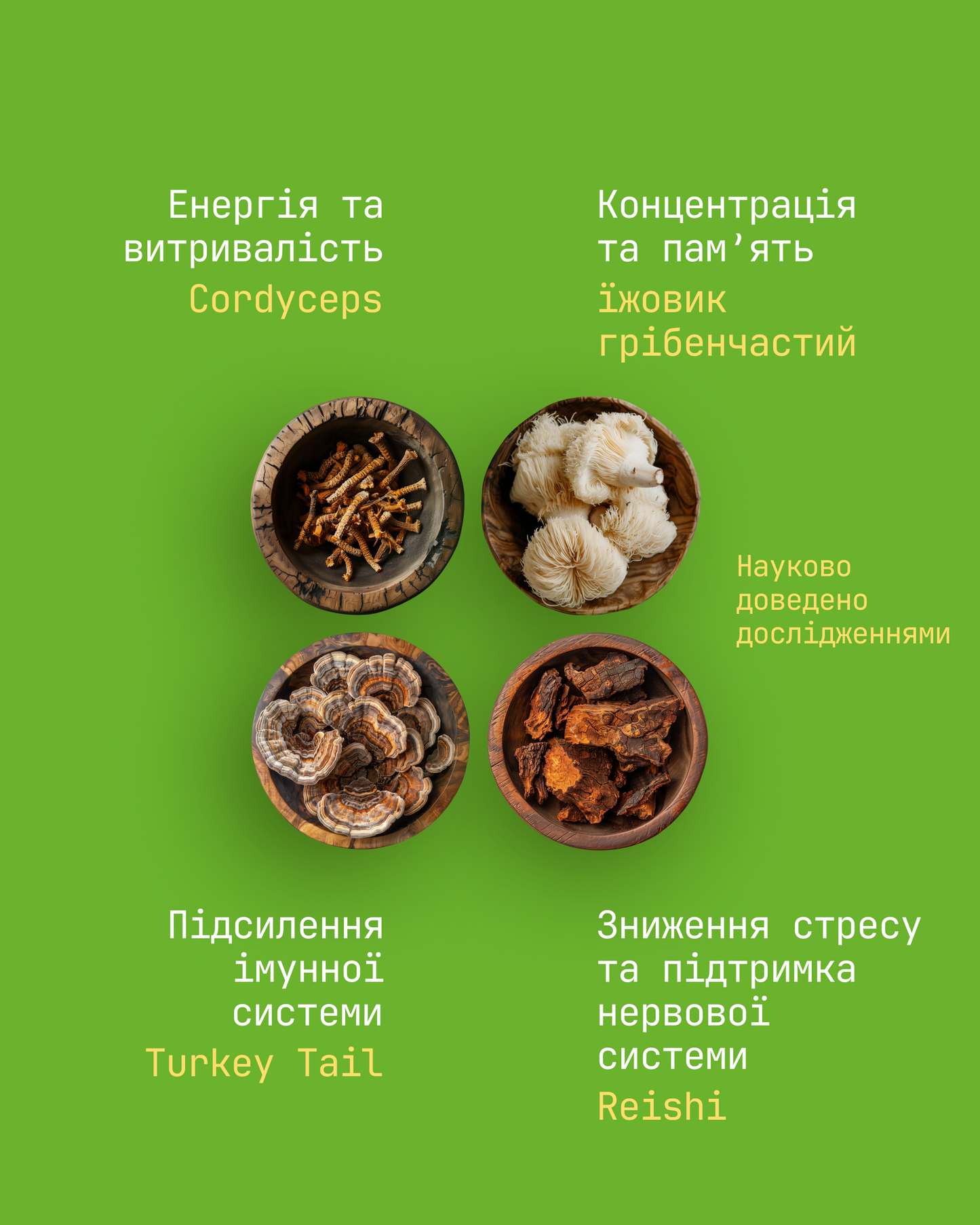 Mushroom Matcha Latte Rüte в стіках